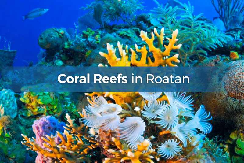 Coral Reefs in Roatan