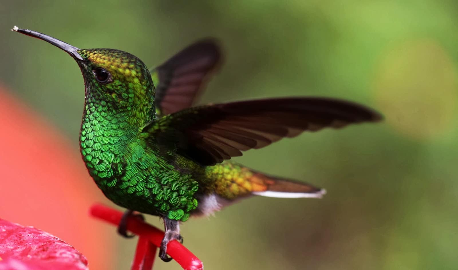 Emerald Hummingbird