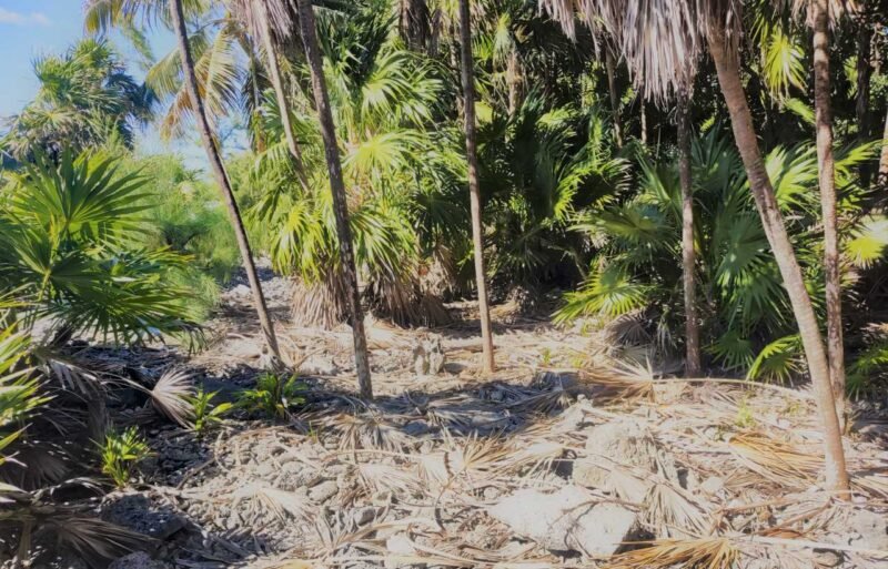 3.6 Acres of Prime Land for Sale in Cayos Cochinos, Islas de la Bahia